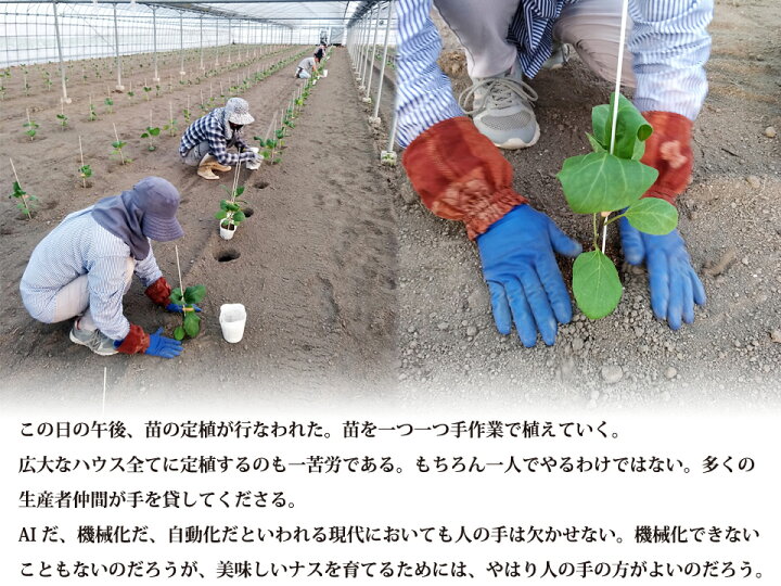 安心と信頼 野菜 ナス 茄子 平岡農園 焼きナス 炒め物 減農薬 低硝酸栽培 先行予約 3kg３キロ 生産者直送 熊本 玉名 送料無料 Nrockconstruction Com