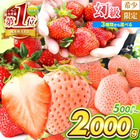 【ふるさと納税】 イチゴ 生産量 西 日本一 !! 厳選農家直送 選べる 3種 いちご 500g 1000g 1500g 2000g | フルーツ 果物 苺 いちご 白 いちご 淡雪 高級 ギフト 贈答 熊本県 玉名市 熊本 玉名 たまな 甘い 高糖度 果物 フルーツ 冬 旬 産地直送