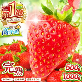【ふるさと納税】 イチゴ 恋みのり ゆうべに おまかせあり 選べる 容量 約 500g (250g×2パック) or 約 1000g (250g×4パック) 発送回数 定期 訳あり | 果物 くだもの フルーツ いちご 苺 生産者直送 産地直送 送料無料 熊本県 玉名市 あまおうと同じ糖度