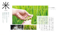 【ふるさと納税】熊本県玉名産お米「森のくまさん」(10kg)