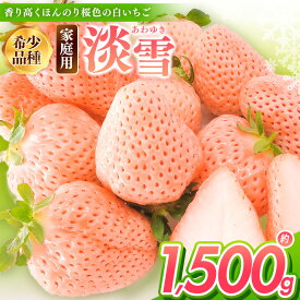 【ふるさと納税】 いちご 淡雪 約1500g 2月以降発送 | 訳あり 果物 フルーツ いちご 白いちご 淡雪 簡易包装 熊本 玉名 送料無料