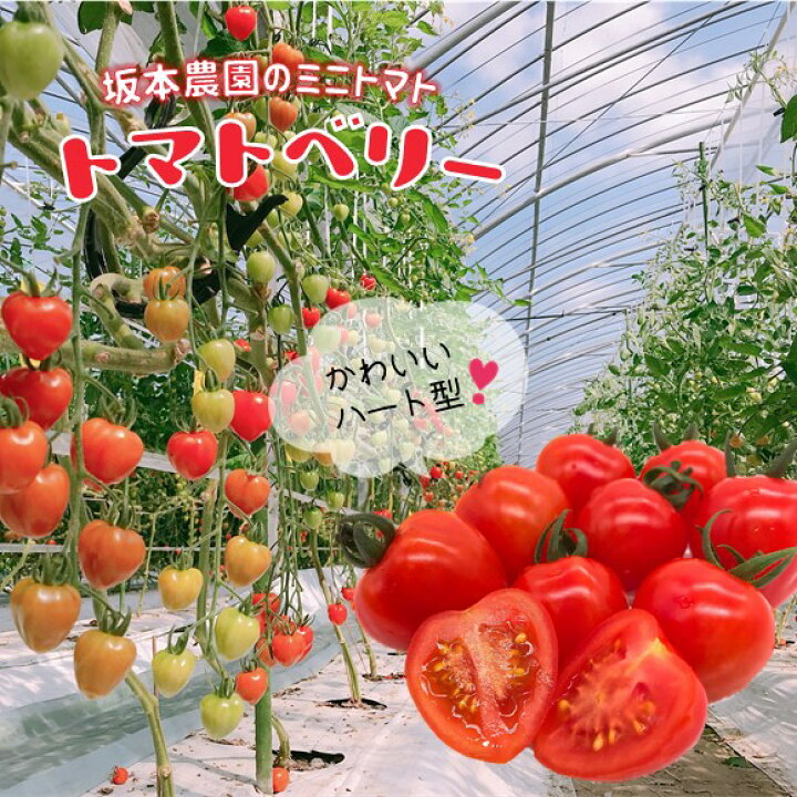 楽天市場 ふるさと納税 トマト 野菜 ミニトマト 産地直送 生産者直送 先行予約 坂本農園 トマトベリー 3kg 3キロ 12月 6月発送 ハート型 かわいい 旬 熊本 玉名 送料無料 熊本県玉名市