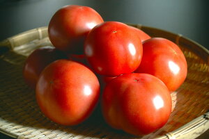 yӂ邳Ɣ[ŁzIׂ cY_ ʃg}g  1kg / 2kg / 3kg |  ₳  g}g Ƃ܂ 1L 2L 3L Yn F{ ʖs