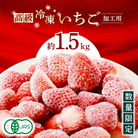 【ふるさと納税】【数量限定】高級 冷凍 いちご 加工用 約1.5kg【伊藤農園】[ZBB003]