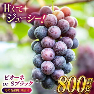 【ふるさと納税】【2026年発送先行予約】ピオーネ or Sブラック 800g(2房) ブドウ 葡萄 おすすめ 国産 熊本県 山鹿 果物 くだもの フルーツ 人気 ランキング 特産品 ブラックシャインマスカッ