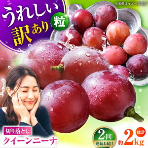 yӂ邳Ɣ[Łzy2026Ns\zy2ցz@󂠂 NC[j[i Ԃǂ ؂藎Ƃ 1kg y Еz[ZBZ045]