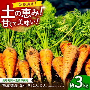 �y�ӂ邳�Ɣ[�Łz�y��s�\��z�t�t���ɂ񂶂� ��3kg�@�V���������y�y��ō�����������̐l�Q �y������� ���A�O���z[ZCL020]