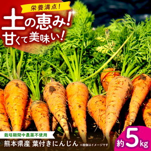 �y�ӂ邳�Ɣ[�Łz�y��s�\��z�t�t���ɂ񂶂� ��5kg�@�V���������y�y��ō�����������̐l�Q �y������� ���A�O���z[ZCL021]