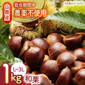 【ふるさと納税】【先行予約】 和栗 約1kg L〜3L 【すみれファーム】[ZEP057] 熊本 山鹿 わぐり くり 栗