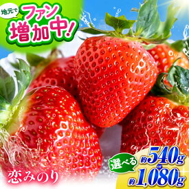 【ふるさと納税】いちご 選べる 内容量！こば農園のこだわりいちご 恋みのり 約540g〜1080g（1パック約270g：6~11粒） 【合同会社 こば農園】[ZFO001] いちご イチゴ 苺 果物 くだもの フルーツ 人気 産地直送 こば農園 熊本県産 熊本 熊本県 山鹿 国産 冷蔵 500g 1kg 以上