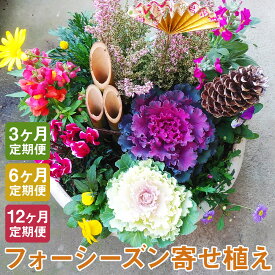 【ふるさと納税】【定期便】フォーシーズン お花の寄せ植え 3ヶ月/6ヶ月/12ヶ月 定期便 花 鉢花 鉢植え 観葉植物 植物 インテリア ガーデン 雑貨 送料無料