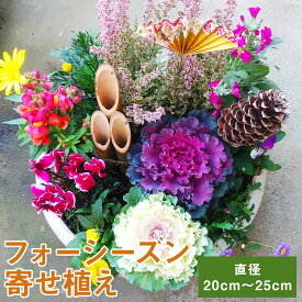 楽天市場 鉢植え 花の通販