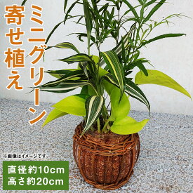 楽天市場 観葉植物 寄せ植えの通販