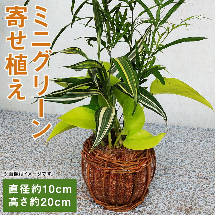楽天市場 ふるさと納税 ミニグリーン寄せ植え Bring Green 観葉植物 植物 インテリア ガーデン 雑貨 エコ素材 贈物 プレゼント 送料無料 熊本県菊池市