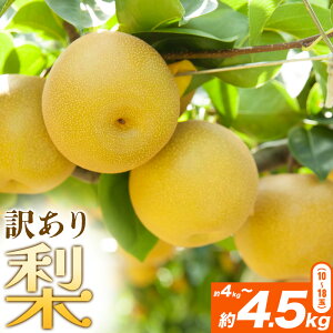 yӂ邳Ɣ[Łzys\z 󂠂藜 Iׂe 2kg-2.5kg(6-10) 4kg-4.5kg(10-18) Foodyfss2026N8{-10{oׁtȂ a t[c ʕ ƒp s LY