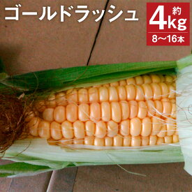 【ふるさと納税】ゴールドラッシュ 約4kg 8～16本 品種おまかせ とうもろこし 野菜 菊池市産 熊本県産 九州産 送料無料【2024年5月下旬～6月上旬に順次発送予定】