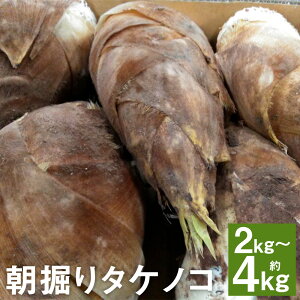 yӂ邳Ɣ[Łz@^PmR 2kg/4kg Iׂe ̂   ersY F{Y BY y2026N4{`4{ɏ\z
