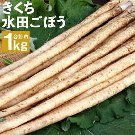 【ふるさと納税】きくち水田ごぼう 合計約1kg 2～3本(約200g)×5袋 下処理不要 牛蒡 ごぼう 野菜 根菜 菊池市産 熊本県産 国産 送料無料【2024年4月上旬～5月下旬に順次発送予定】