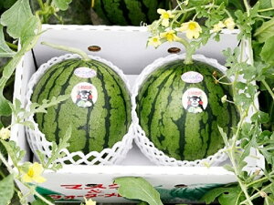 yӂ邳Ɣ[ŁzʃXCJ 2kg`2.4kg×3ʁy{sz ʕ t[c XCJ Z BY F{Y y2026N4{菇\zys\z