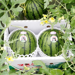 yӂ邳Ɣ[ŁzʃXCJ 2.5kg`2.9kg×2ʁy{sz ЂƂ肶 ʕ t[c XCJ Z BY F{Y y2026N4{菇\zys\z