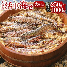 【ふるさと納税】【発送期間2025年11月25日から2026年3月31日】【配送指定日必須】大サイズ 天草産 活車海老 250g～1000g 6～28尾 選べる 車海老 車エビ 海老 エビ えび 魚介 魚介類 活き海老 常温 九州産 九州 国産 上天草市 海の幸 海鮮 送料無料
