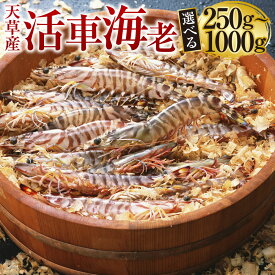 【ふるさと納税】【発送期間2025年11月05日から2026年3月31日】【配送指定日必須】天草産 活車海老 選べる 250g～1000g 8～44尾 車海老 車エビ 海老 エビ えび 魚介 魚介類 活き海老 常温 九州産 九州 国産 上天草市 海の幸 海鮮 送料無料