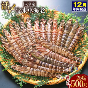 yӂ邳Ɣ[Łzy2025N1216ɓmFŔNzVY Y Ⓚ ԊCV Iׂ 250g ܂ 500g  1pbN ܂ 2pbN 6`14 ԃGr CV Gr  C̍K CN hg B 