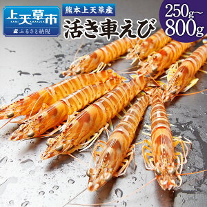 yӂ邳Ɣ[ŁzyzwizVY̊ԂсI 250g`800g 8`35 Iׂe Iׂ ԊCV  ܂  CN CV  Y F{ Vs y
