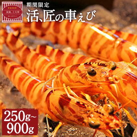 【ふるさと納税】【配送日必須】【上天草市ブランド認証品】活、匠の車えび 約250g～約900g 約6～38尾 選べる内容量 海老 えび くるまえび 車海老 魚介 海鮮 国産 熊本県 上天草市 送料無料【発送期間2025年11月01日から2026年3月31日】