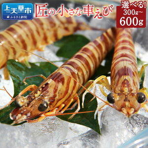 yӂ邳Ɣ[ŁzyVsuhFؕiz̏ȎԂ 300g ܂ v600g 300g×1pbN ܂ 2pbN Iׂe 1pbN21O ܂ Ԃ ԊCV CV  G