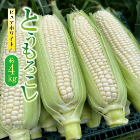 【ふるさと納税】【先行受付】とうもろこし ピュアホワイト 約4kg（11～16本） 野菜 やさい 熊本県 上天草市 送料無料 【2026年6月上旬から6月下旬発送予定】