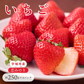 【ふるさと納税】 先行予約 いちご「恋みのり」合計1,000g (約250g×4パック) 【2026年1月上旬〜4月発送予定】わたなべいちご園 こいみのり 苺 国産 九州産 熊本産 冷蔵 送料無料