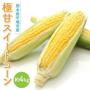 yӂ邳Ɣ[Łz ys\z@Ɋ XC[gR[ 4kg i12`14{jR{_ R[ Ƃ낱 gERV 冋o x18xȏ y2026N4{珇z Â  ₳ 