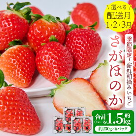 【ふるさと納税】【配送月が選べる】 先行予約 季節限定!! 新鮮 朝摘み いちご さがほのか 1.5kg 約250g×6パック 【2026年1月〜3月発送】 だいこく農園