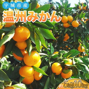 �y�ӂ邳�Ɣ[�Łz �F��s�Y ���B�݂��� ��5kg �������� 10kg 2S�`2L�T�C�Y ��30�`60�� �������� ��60�`120�� ���� �݂��� �~�J�� 2s 2l �ʕ� �������� �t���[�c �F�{���Y ��B�Y ���Y �������� ������