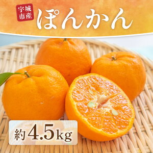 yӂ邳Ɣ[Łzys\z ۂ񂩂 4.5kg y2026N1{珇\z |J ݂ ~J IW  ʕ k t[c  F{ BY  Â Hׂ₷ 