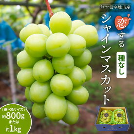 【ふるさと納税】シャインマスカット 恋するシャインマスカット 【選べる容量】 2房 (合計約800g または 合計約1kg) 【2026年8月上旬〜9月下旬頃順次発送予定】シャイン マスカット ぶどう 葡萄 種無し 種なし たねなしギフト 国産 九州産 熊本県産 御舩果樹園