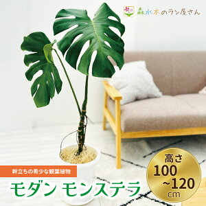 yӂ邳Ɣ[Łz _ Xe ̊󏭂ȊϗtA i100`120cmj Xe ϗtA Mtg ^Xe Xe v[g  JXj Vzj X^