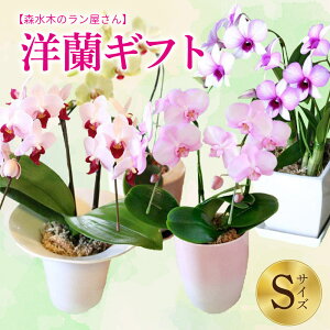 yӂ邳Ɣ[Łz m MtgS  30`40cm X؂̃ vIł͂ t[Mtg j a A  蕨 Mtg   B F{  {m