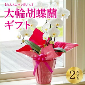 yӂ邳Ɣ[Łz  Ӓ 2{Mtg  70`80cm 40cm X؂̃ vIł͂ t[Mtg j a A  蕨 Mtg  B F{ 