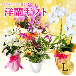 yӂ邳Ɣ[Łz m MtgL  60`80cm X؂̃ vIł͂ Ӓ t[Mtg j a A  蕨 Mtg   B F{ 
