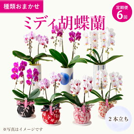 【ふるさと納税】定期便6回 ミディ胡蝶蘭 2本立 2ヶ月に1回 合計6種 ランダム なかがわ 胡蝶蘭 コチョウラン 蘭 ラン インテリア 観賞用 贈答品 贈り物 ギフト 送料無料