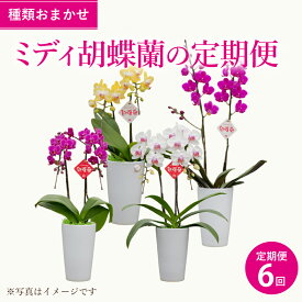 【ふるさと納税】【定期便6回】 ミディ胡蝶蘭の定期便 2ヶ月に1回お届け 蘭 ラン 洋蘭 ミディサイズ 観賞用 贈答用 和モダン インテリア 植物 コチョウラン ランダム 花 送料無料