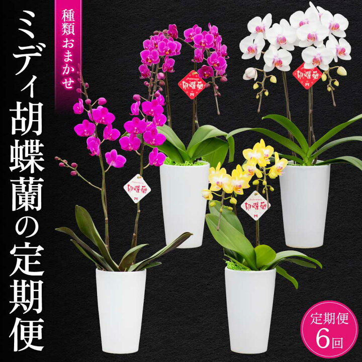洋蘭 株分け お一人だけです。職場でいただいた胡蝶蘭です。12月初旬
