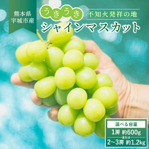 yӂ邳Ɣ[ŁzVC}XJbg yIׂeʁz600g`1.2kg 1[`3[ smΔ˂̒n  VC}XJbg }XJbg  Ԃǂ FsY F{Y BY Y ① 