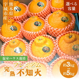 【ふるさと納税】 先行予約 不知火 温室ハウス栽培 プレミアム完熟 【選べる容量】約3kg (5玉〜9玉)〜 約5kg(12玉〜18玉) 【2025年12月上旬から2026年1月下旬発送予定】 しらぬい 柑橘 糖度 13度以上 完熟 ハウス 熊本県 高橋果樹園