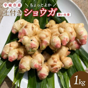 yӂ邳Ɣ[Łzys\zy2025N10{2025N12{菇\zF{FsY ͂I yt uƂ悩VEKv 1kg 1000g 傤 VEK I   