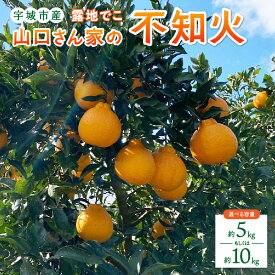 【ふるさと納税】【先行予約】不知火 山口さん家の露地でこ不知火 約5kg もしくは 約10kg L〜3L大小混合サイズ 【2026年2月上旬から3月下旬発送予定】 不知火 しらぬい みかん ミカン 蜜柑 くだもの フルーツ 果物 宇城市産 熊本県産 九州産 国産 山口果樹園