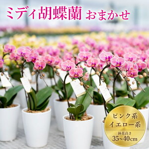 yӂ邳Ɣ[Łz~fBӒ ܂ 35`40 4 2{ sNn CG[n Ӓ R`E 傤 v[g Mtg Ϗܗp    A  BY F{Y ˒y