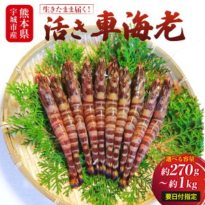yӂ邳Ɣ[ŁzyzK{zys\zF{Y ԊCV 270g`1kg (8`45x) y1114228z ܂  ԃGr CV  Gr CN  VN Y 